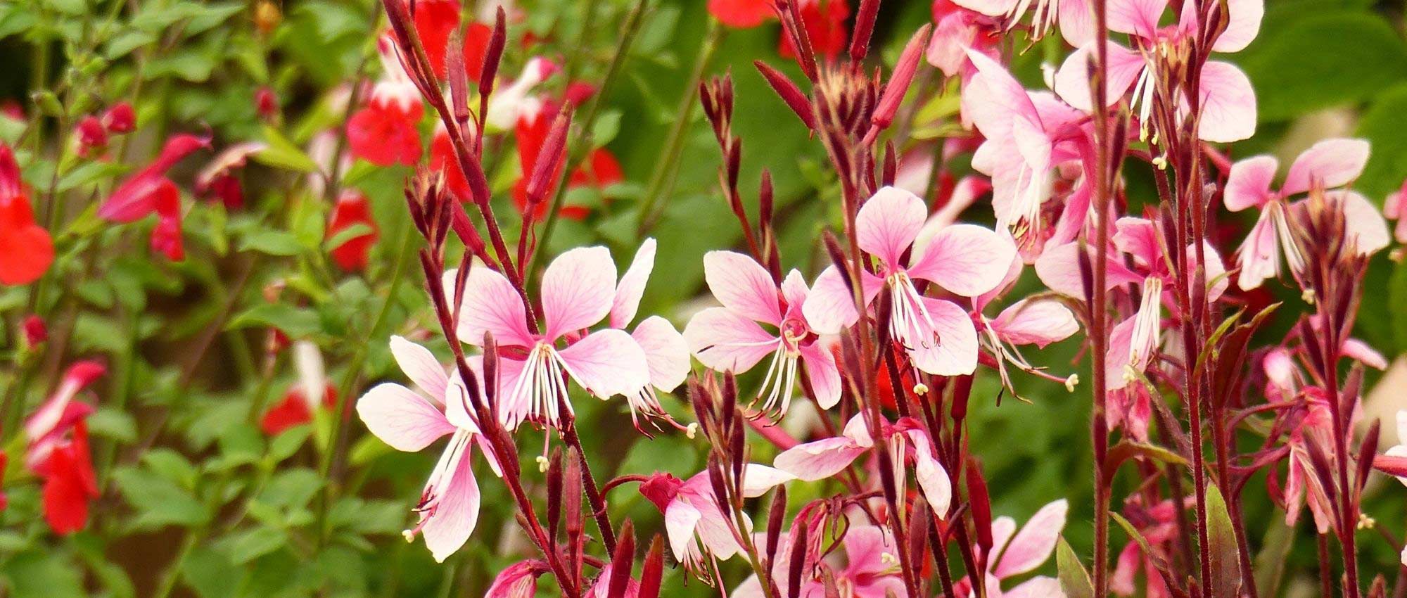 15 perennials that are easy to propagate
