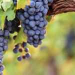 Propagation by cuttings of grapevine: how to succeed with your cuttings?