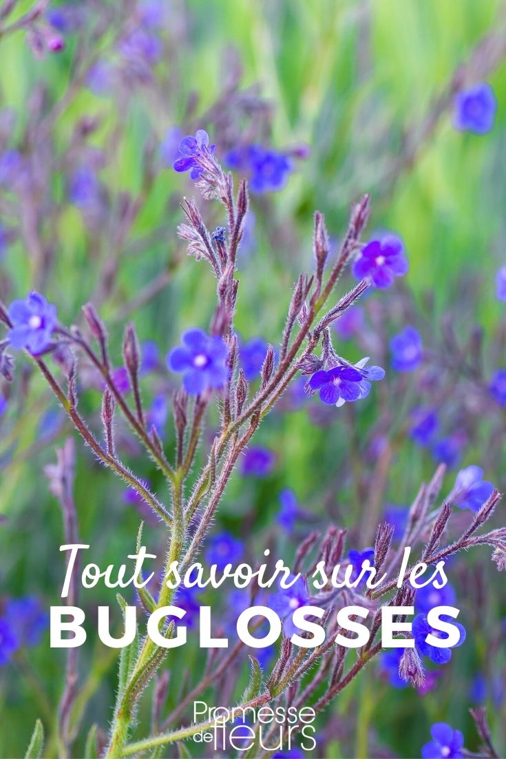 Bugloss, Anchusa: Planting, Cultivating