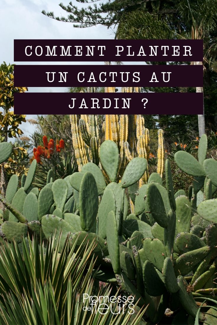 Succeeding with Cactus Planting in the Garden
