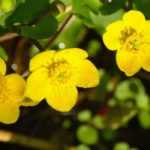 Marsh marigold, Caltha palustris: planting, growing, and caring for