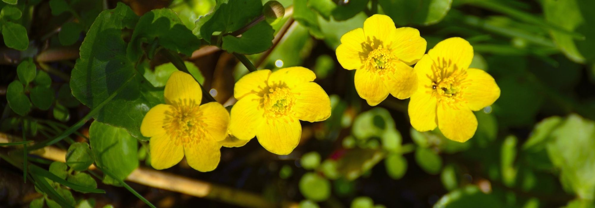 Marsh marigold, Caltha palustris: planting, growing, and caring for