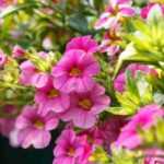 Beautiful hanging baskets of flowers
