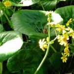Farfugium japonicum: planting, growing, and care
