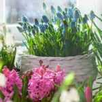 Which bulbs to encourage to shoot indoors?