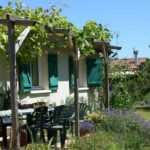 Shading a terrace: which plants to choose?