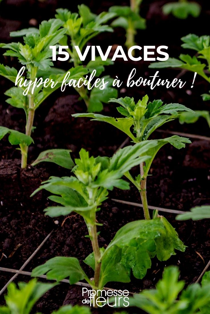 Our Selection of 15 Perennial Plants That Are Very Easy to Take Cuttings From