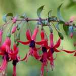 15 easy-to-propagate bushes