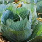 Cabbage: planting, sowing and harvest