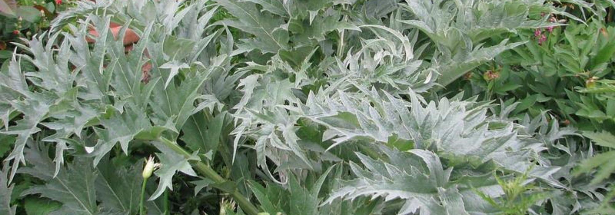 Cardoon: planting, growing, harvest