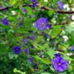 7 easy-to-propagate climbing plants