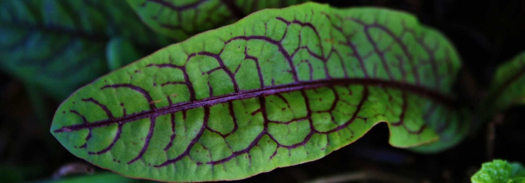 Sorrel: planting, growing, harvesting