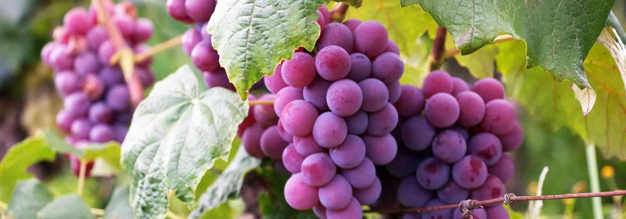 Grapevine: 10 hardy varieties for northern France