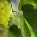 Training a grapevine against a wall