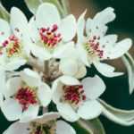 Flowering pear tree, ornamental pear tree: planting, growing, care