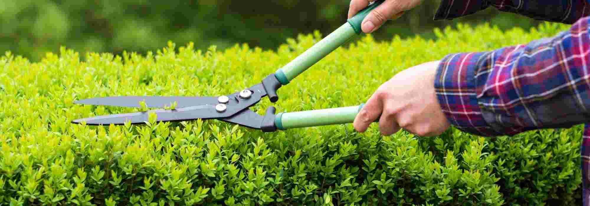 Manual hedge trimmer: which shear to choose ?