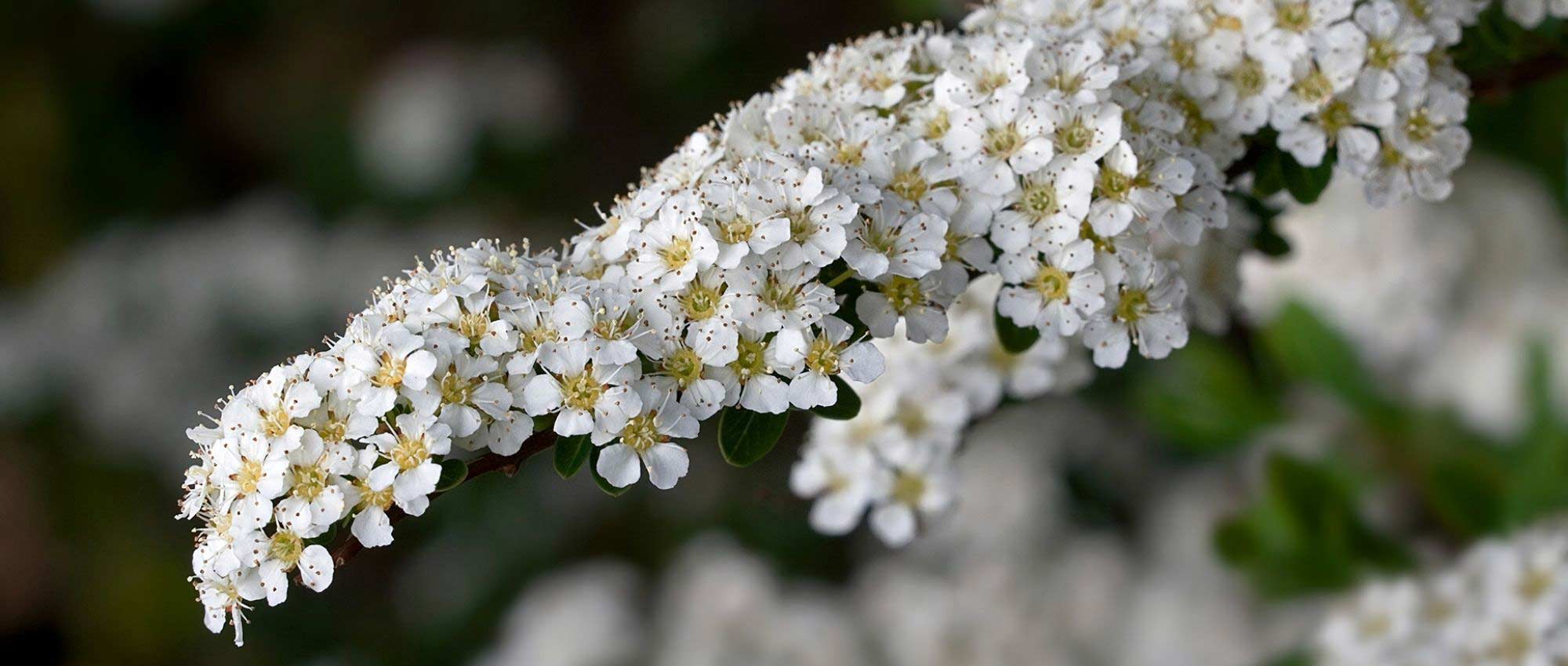 Best varieties of bushes with white flowers