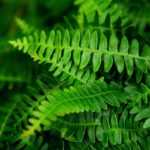 Blechnum: planting, growing, and care