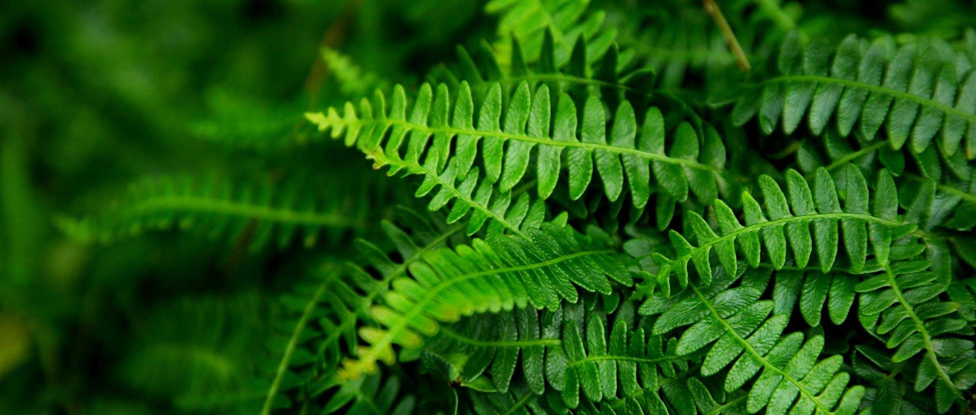 Blechnum: planting, growing, and care