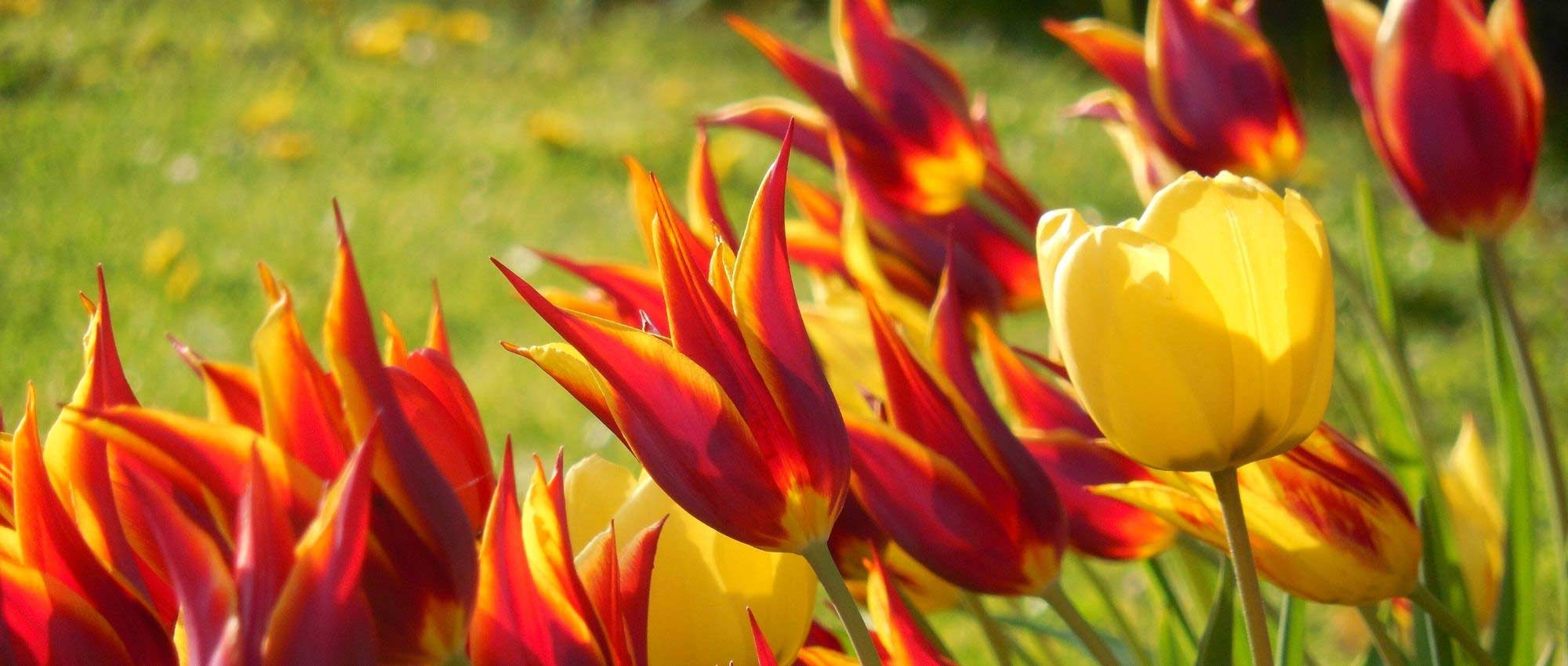 Bulbs: how many to plant to create a beautiful border?