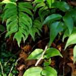 Cyrtomium: planting, growing, and caring for