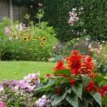 Planting density: everything you need to know