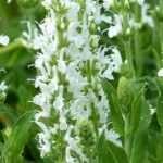 Perennials with white flowers: the best varieties