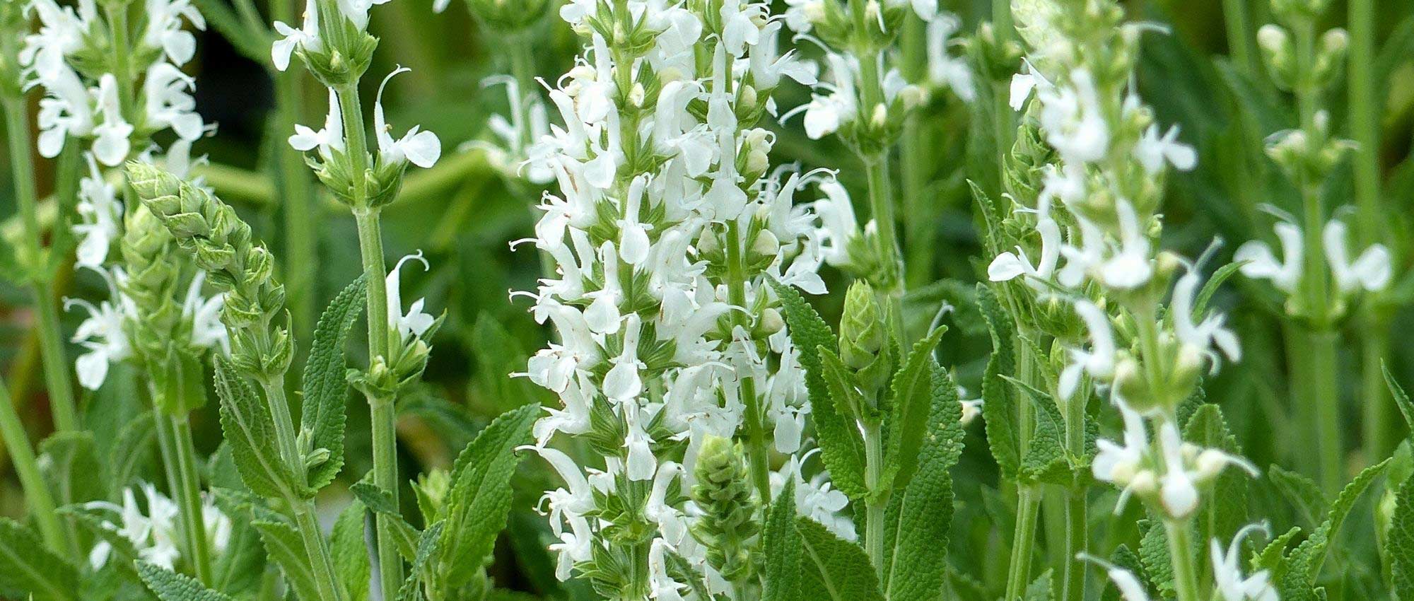 Perennials with white flowers: the best varieties