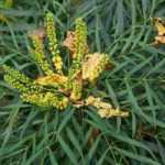 Beautiful shrubs all year round: it's possible!