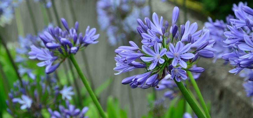 Young Plants for a Mineral Garden