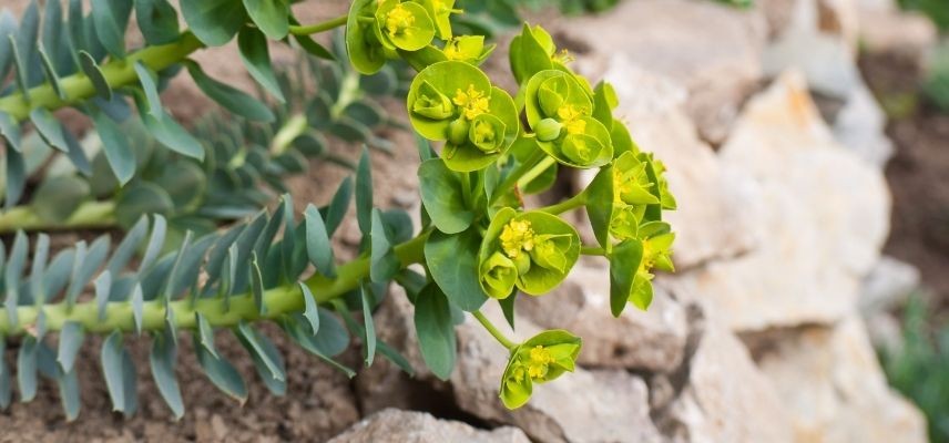 Young Plants for a Mineral Garden