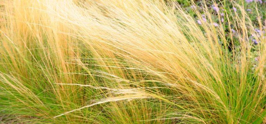Young Plants for a Mineral Garden