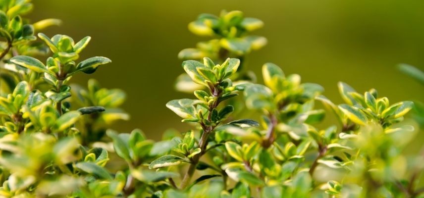Young Plants for a Mineral Garden