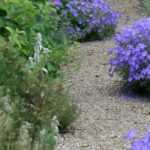 Rock garden: 12 suitable perennials