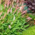 Lawn: essential tools for its upkeep