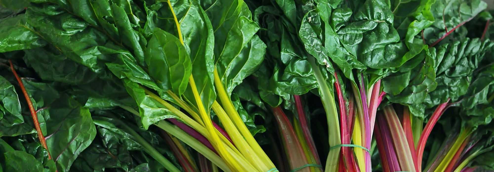 Swiss chard, chard: planting, cultivation, harvest