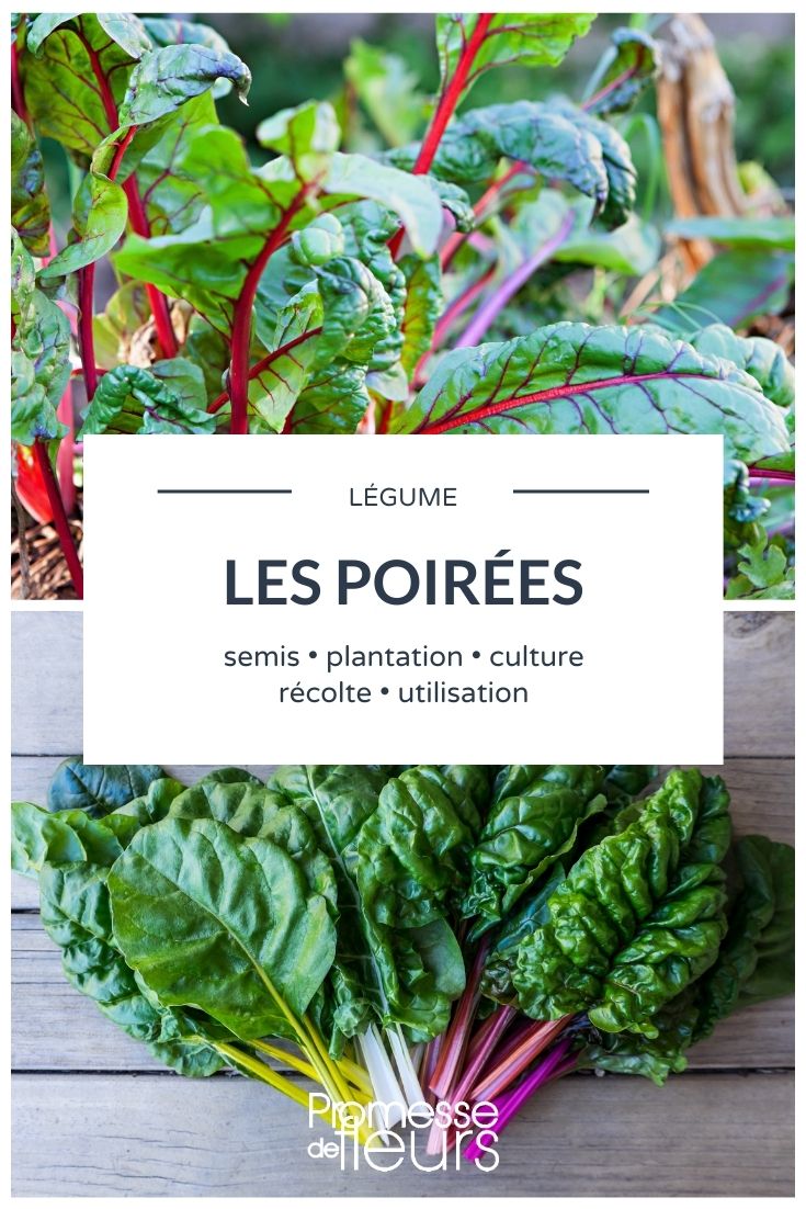 All You Need to Know About Over-Ripe Vegetables