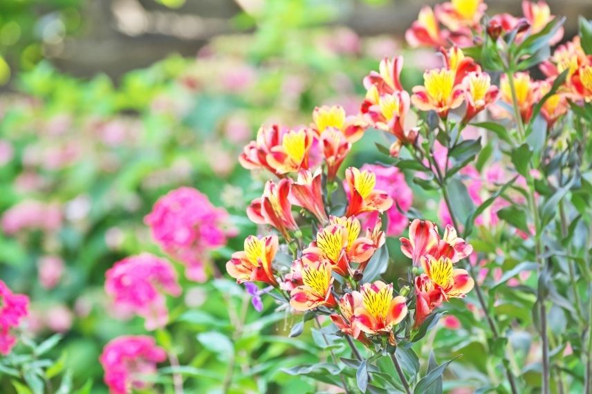 How to Protect Alstroemerias During Winter?