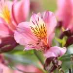 How to protect Peruvian lilies in winter?