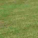 How to renovate a lawn?