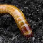 Click beetle or wireworm: damage, treatment and organic control