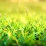 Topdressing a lawn: why and how?