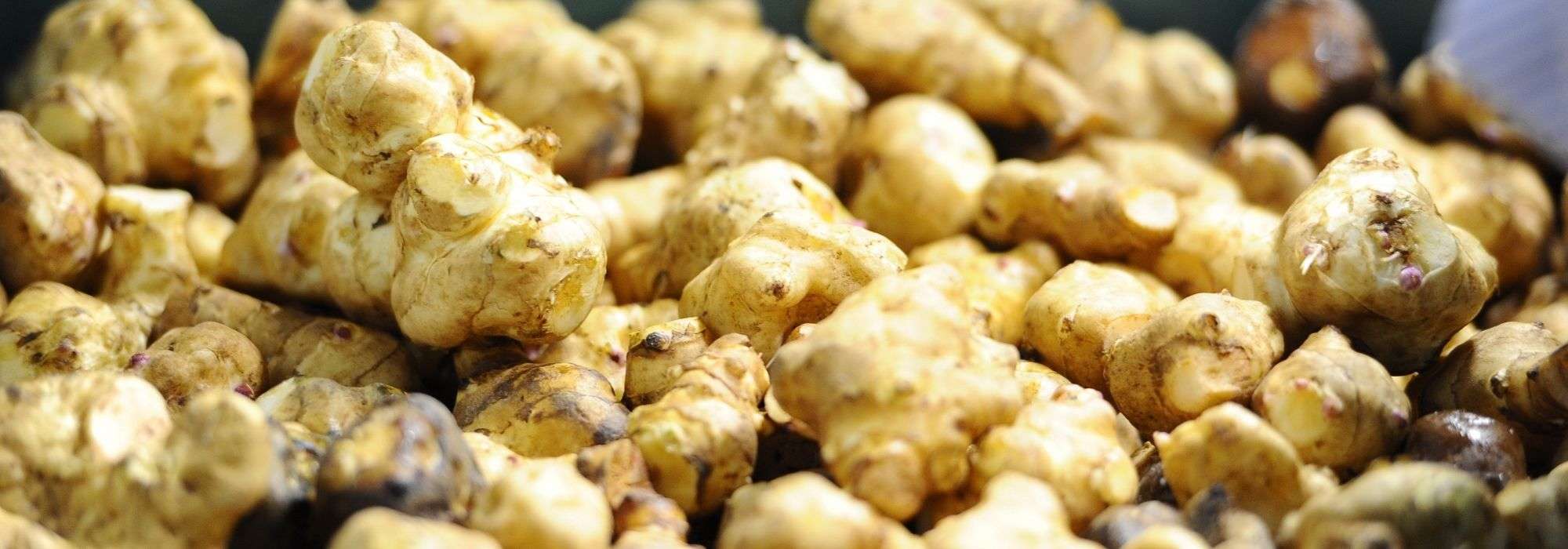 Jerusalem artichoke: planting, growing, harvesting