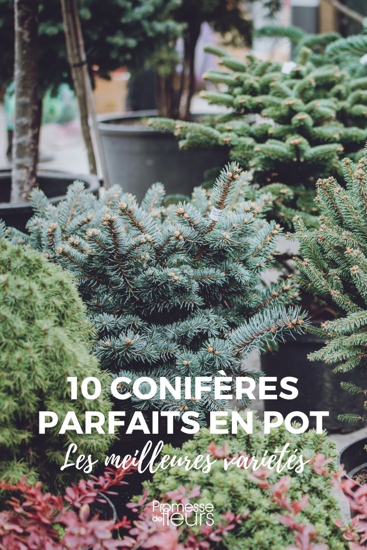 conifer for pot cultivation