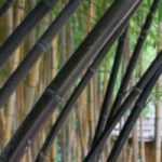 10 graphic plants, perfect for modern gardens