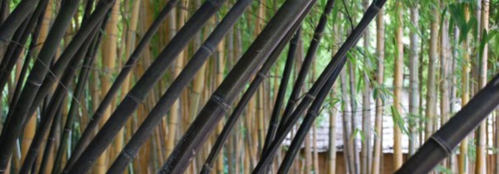 10 graphic plants, perfect for modern gardens