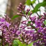 8 easy-to-layer shrubs