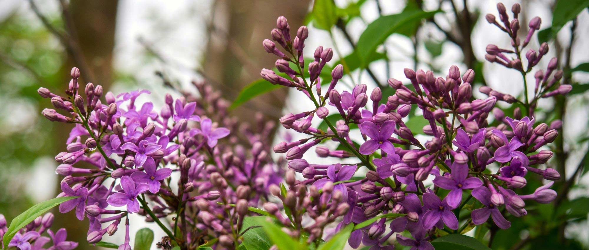 8 easy-to-layer shrubs