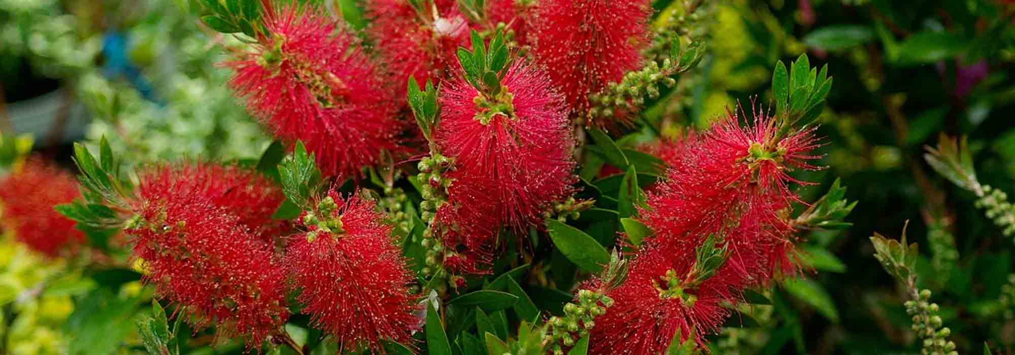 Callistemon or bottlebrush: best varieties