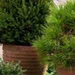 Conifer: 10 varieties for pots and terraces